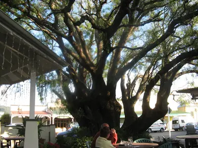 Ausladender alter Baum vor der Terrasse eines Cafés
