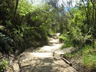Schotterweg durch dichten grünen Küstenwald