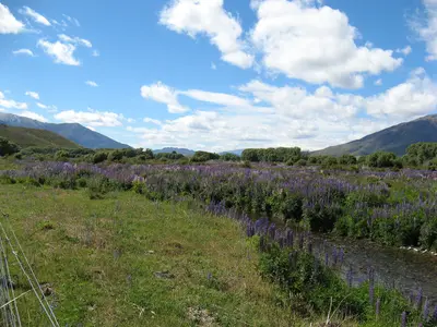 Blühende Lupinen auf einer Wiese vor einer Bergkette