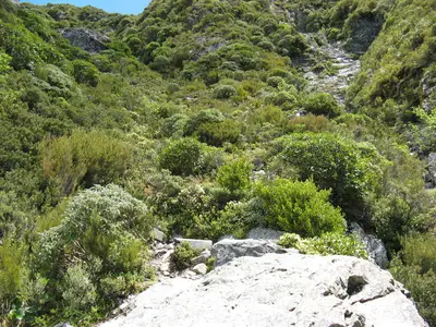 Felsen und grüner Bewuchs am Aufstieg
