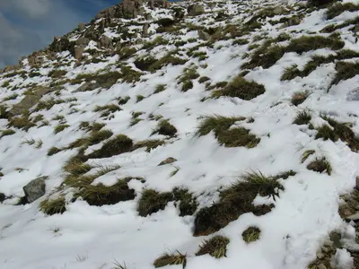Grasbüschel ragen aus dem Schnee